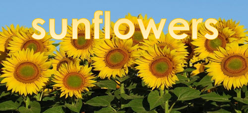 creative wordart with sunflowers